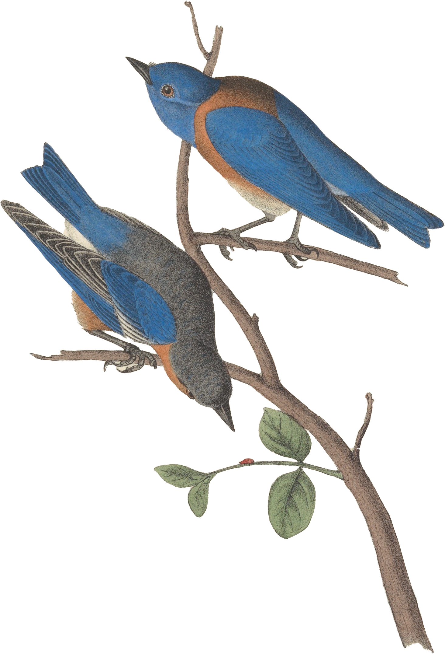 Audubon plate of two Western Bluebirds on a branch