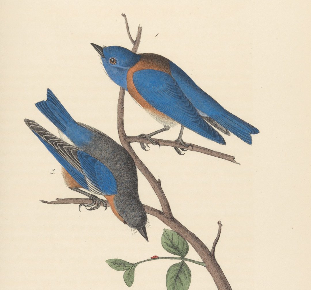 Audubon plate of two Western Bluebirds on a branch